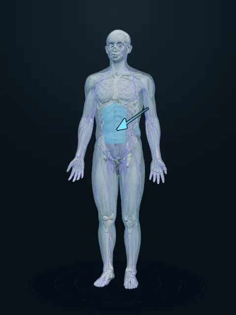 A ghosted figure with the lower back marked, the view the camera is set up to catch
