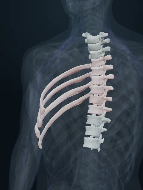 Vertebrae and ribs picked out in colour against a ghosted upper body